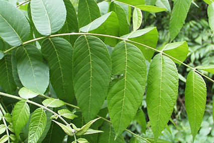 Листья ореха грецкого